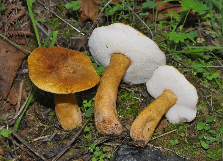 Gyroporus castaneus